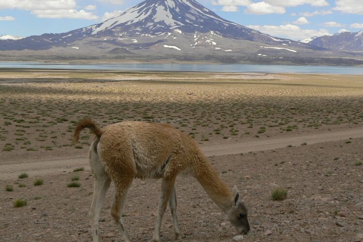 Permiso para viajar a Mendoza en cuarentena