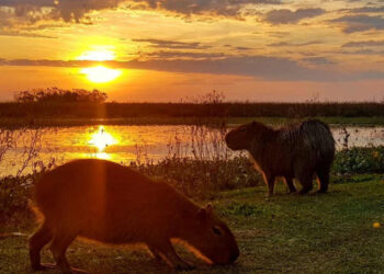 Esteros del Ibera excursiones