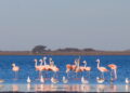 Flamencos en la laguna de Melincue