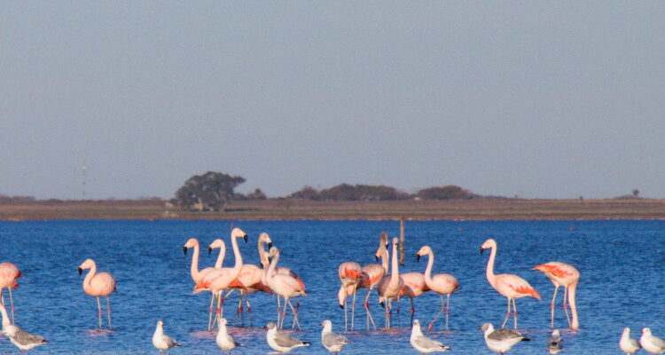 Flamencos en la laguna de Melincue